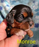 California Monroe, a male Cavalier King Charles Spaniel for sale in Arroyo Grande, CA – 5 of 10