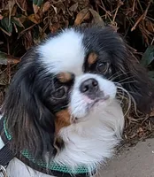 California Eddie, a male Japanese Chin for sale in Arroyo Grande, CA – 2 of 9