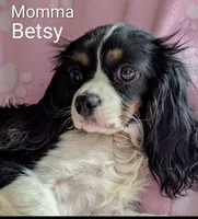 California Jazzy, a female Cavalier King Charles Spaniel for sale in Arroyo Grande, CA – 9 of 10