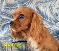 California Shamus, a male Cavalier King Charles Spaniel for sale in Arroyo Grande, CA – 2 of 10