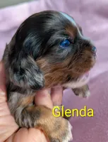 California Glenda, a female Cavalier King Charles Spaniel for sale in Arroyo Grande, CA – 2 of 10