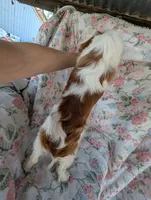 California/Oregon Sally, a female Cavalier King Charles Spaniel for sale in Arroyo Grande, CA – 7 of 10