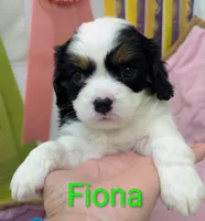 California/Oregon Fiona, a female Cavalier King Charles Spaniel and Japanese Chin for sale in Arroyo Grande, CA – Photo 1 of 10