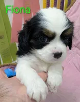 California/Oregon Fiona, a female Cavalier King Charles Spaniel and Japanese Chin for sale in Arroyo Grande, CA – Photo 8 of 10