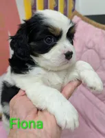 California/Oregon Fiona, a female Cavalier King Charles Spaniel and Japanese Chin for sale in Arroyo Grande, CA – Photo 2 of 10