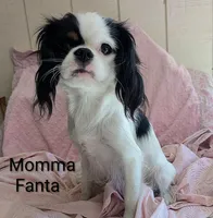 California/Oregon Fiona, a female Cavalier King Charles Spaniel and Japanese Chin for sale in Arroyo Grande, CA – Photo 9 of 10
