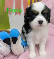 California/Oregon Fiona, a female Cavalier King Charles Spaniel and Japanese Chin for sale in Arroyo Grande, CA – Photo 6 of 10