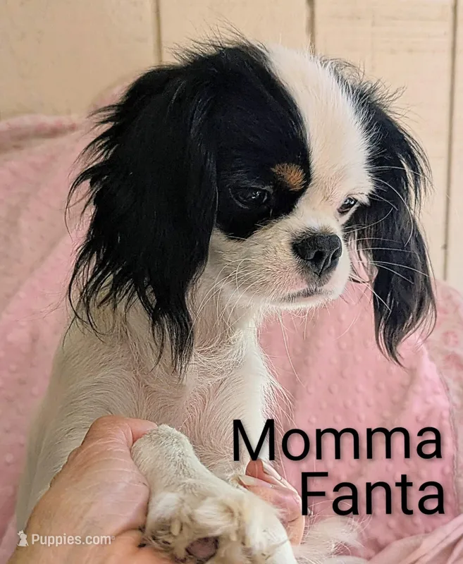 California/Oregon Fiona – Cavalier King Charles Spaniel, Japanese Chin puppy for sale in Arroyo Grande, CA