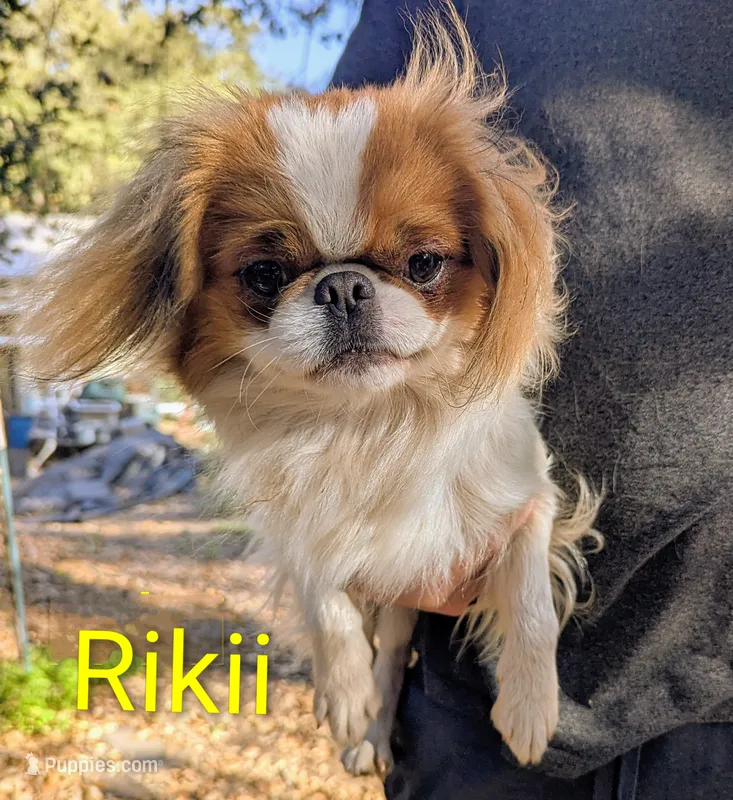 AKC California-Oregon Rikii – Japanese Chin puppy for sale in Arroyo Grande, CA