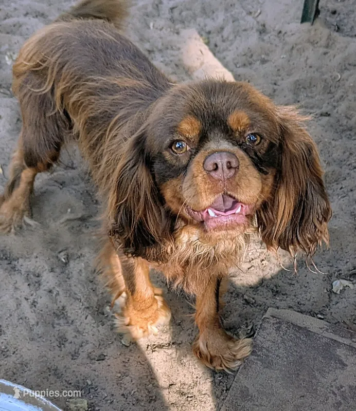 AKC California Chocolate  – Cavalier King Charles Spaniel puppy for sale in Arroyo Grande, CA
