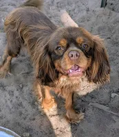 AKC California Chocolate , a male Cavalier King Charles Spaniel for sale in Arroyo Grande, CA – 1 of 7