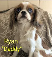 California Chuck, a male Cavalier King Charles Spaniel for sale in Arroyo Grande, CA – 8 of 10