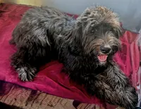 California Shadow, a female Goldendoodle and Cavalier King Charles Spaniel for sale in Arroyo Grande, CA – 6 of 8