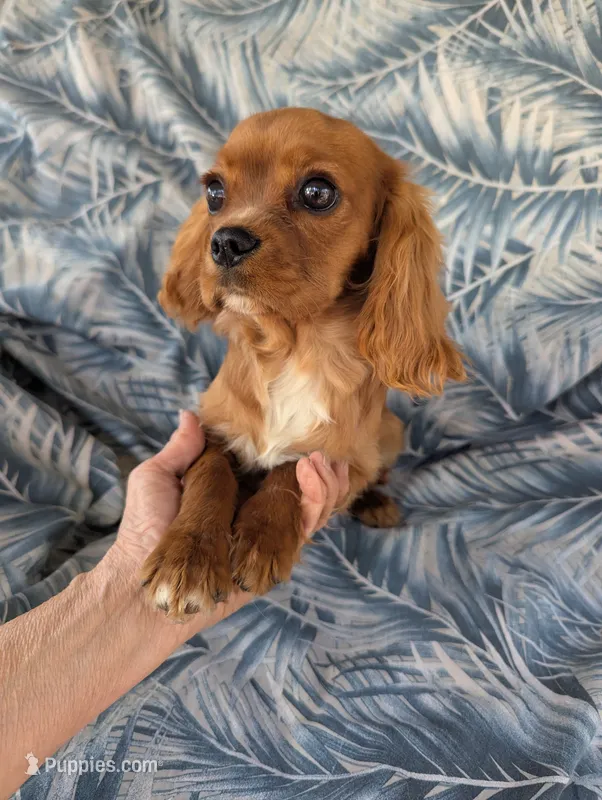 California Shamus – Cavalier King Charles Spaniel puppy for sale in Arroyo Grande, CA