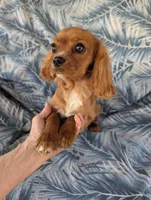 California Shamus, a male Cavalier King Charles Spaniel for sale in Arroyo Grande, CA – 6 of 10