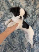 California AKC Kweii, a male Japanese Chin for sale in Arroyo Grande, CA – 4 of 10