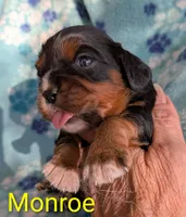 California Monroe, a male Cavalier King Charles Spaniel for sale in Arroyo Grande, CA – 3 of 10