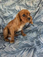 California Shamus, a male Cavalier King Charles Spaniel for sale in Arroyo Grande, CA – 10 of 10
