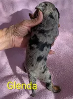 California Glenda, a female Cavalier King Charles Spaniel for sale in Arroyo Grande, CA – 4 of 10