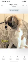 California Jerry, a male Cavalier King Charles Spaniel for sale in Arroyo Grande, CA – 8 of 10