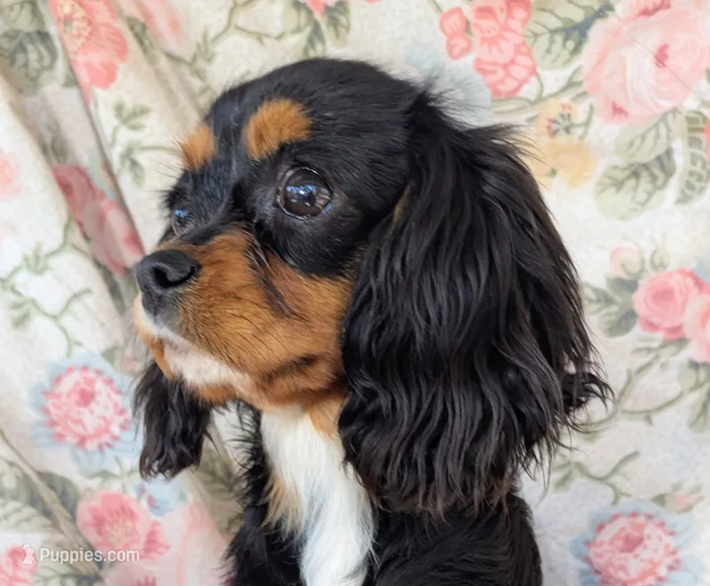 California-Oregon Lyndie – Cavalier King Charles Spaniel puppy for sale in Arroyo Grande, CA