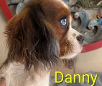 California Chuck, a male Cavalier King Charles Spaniel for sale in Arroyo Grande, CA – 4 of 10