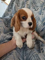 California-Oregon Troy, a male Cavalier King Charles Spaniel for sale in Arroyo Grande, CA – 2 of 10