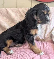 California/Oregon , a female Cavalier King Charles Spaniel for sale in Arroyo Grande, CA – 5 of 10