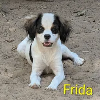 California Frida, a female Cavalier King Charles Spaniel and Japanese Chin for sale in Arroyo Grande, CA – 7 of 9