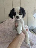 California Frida, a female Cavalier King Charles Spaniel and Japanese Chin for sale in Arroyo Grande, CA – 3 of 10