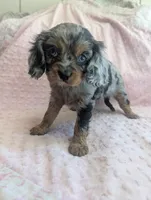 California Jazzy, a female Cavalier King Charles Spaniel for sale in Arroyo Grande, CA – 5 of 10