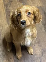 California Goldie, a female Goldendoodle and Cavalier King Charles Spaniel for sale in Arroyo Grande, CA – 8 of 8