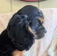 California/Oregon , a female Cavalier King Charles Spaniel for sale in Arroyo Grande, CA – 4 of 10