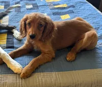 California Goldie, a female Goldendoodle and Cavalier King Charles Spaniel for sale in Arroyo Grande, CA – 3 of 8