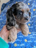 California/Oregon Tyler, a male Cavalier King Charles Spaniel for sale in Arroyo Grande, CA – 4 of 10