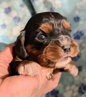 California Monroe, a male Cavalier King Charles Spaniel for sale in Arroyo Grande, CA – 2 of 10