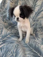 California AKC Kweii, a male Japanese Chin for sale in Arroyo Grande, CA – 3 of 10