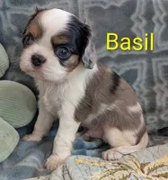 California Basil Blue Eyes, a male Cavalier King Charles Spaniel for sale in Arroyo Grande, CA – 3 of 10