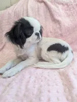 California Rumii, a female Japanese Chin for sale in Arroyo Grande, CA – 2 of 10