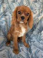 California Patrick , a male Cavalier King Charles Spaniel for sale in Arroyo Grande, CA – 6 of 9