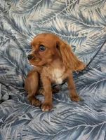 California Shamus, a male Cavalier King Charles Spaniel for sale in Arroyo Grande, CA – 8 of 10
