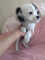 California-Oregon Felicity , a female Cavalier King Charles Spaniel and Japanese Chin for sale in Arroyo Grande, CA – 7 of 10