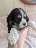 CALIFORNIA/Oregon Torrey, a female Cavalier King Charles Spaniel for sale in Arroyo Grande, CA – 8 of 10
