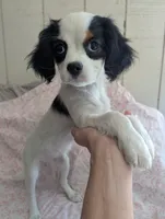 California Frida, a female Cavalier King Charles Spaniel and Japanese Chin for sale in Arroyo Grande, CA – 4 of 10