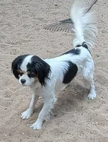 Rescue boy , a male Cavalier King Charles Spaniel and Japanese Chin for sale in Arroyo Grande, CA – 3 of 4