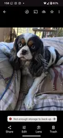 California/Oregon Sam Full AKC, a male Cavalier King Charles Spaniel for sale in Arroyo Grande, CA – Photo 4 of 10
