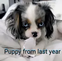 California/Oregon Sam Full AKC, a male Cavalier King Charles Spaniel for sale in Arroyo Grande, CA – Photo 7 of 10