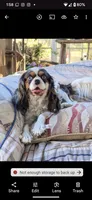 California/Oregon Sam Full AKC, a male Cavalier King Charles Spaniel for sale in Arroyo Grande, CA – Photo 6 of 10