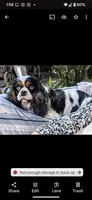 California/Oregon Sam Full AKC, a male Cavalier King Charles Spaniel for sale in Arroyo Grande, CA – Photo 3 of 10