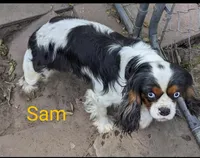 California/Oregon Sam Full AKC, a male Cavalier King Charles Spaniel for sale in Arroyo Grande, CA – Photo 2 of 10